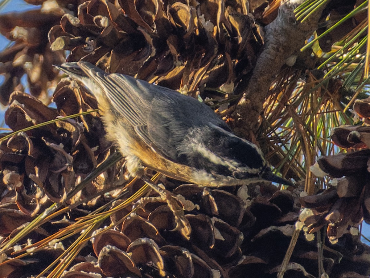 Garrapo kanadarra - ML644732345