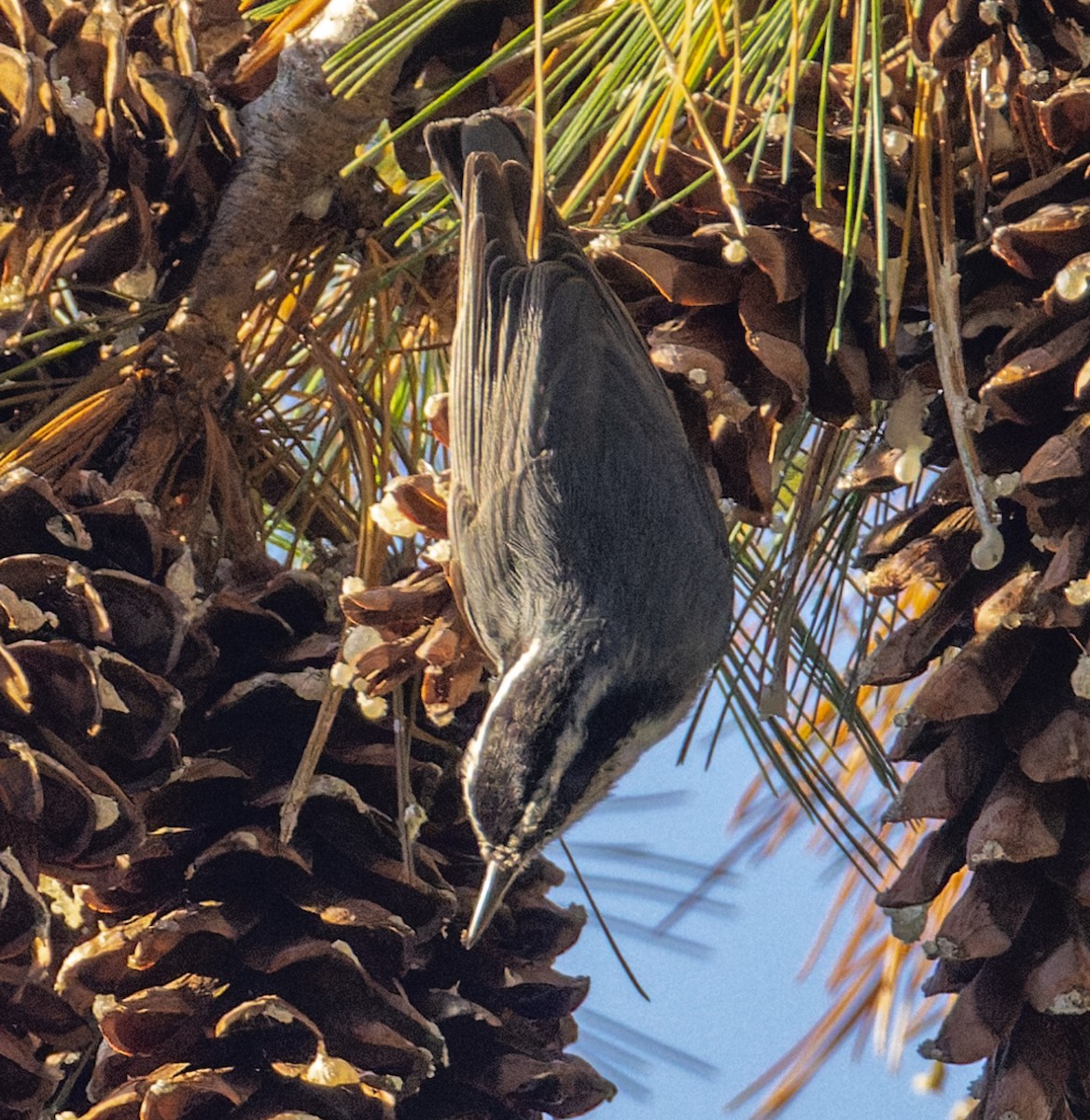 Garrapo kanadarra - ML644732346