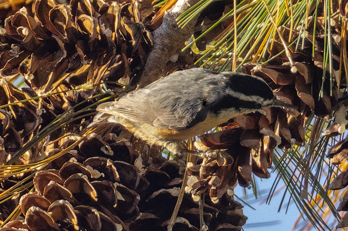 Garrapo kanadarra - ML644732347