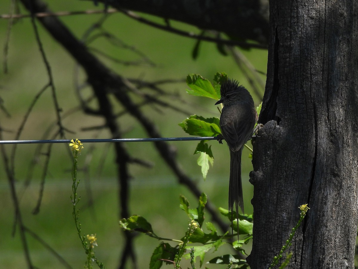 Tufted Tit-Spinetail - ML644732348