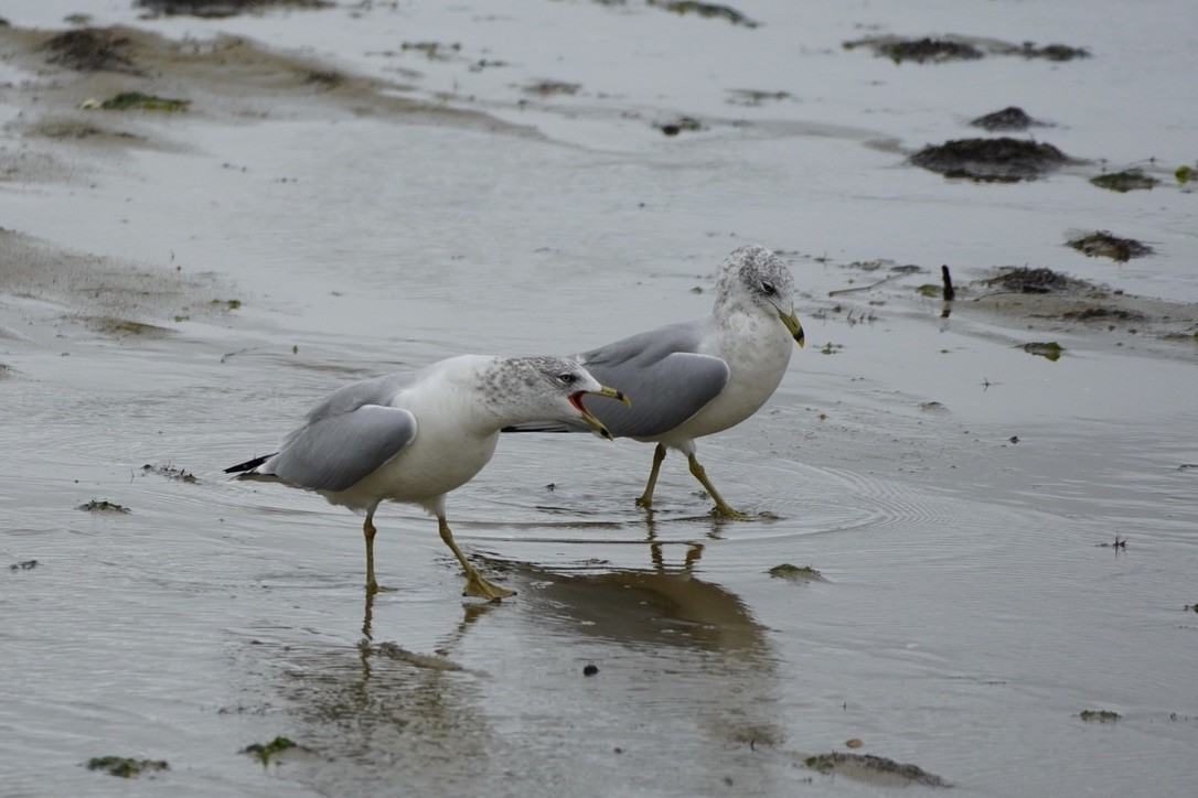 Delawareko kaioa - ML644732349