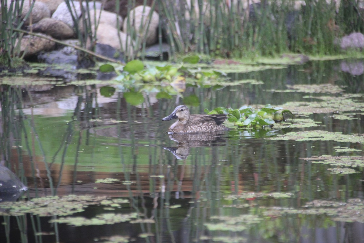 Zertzeta hegalurdina - ML644732350