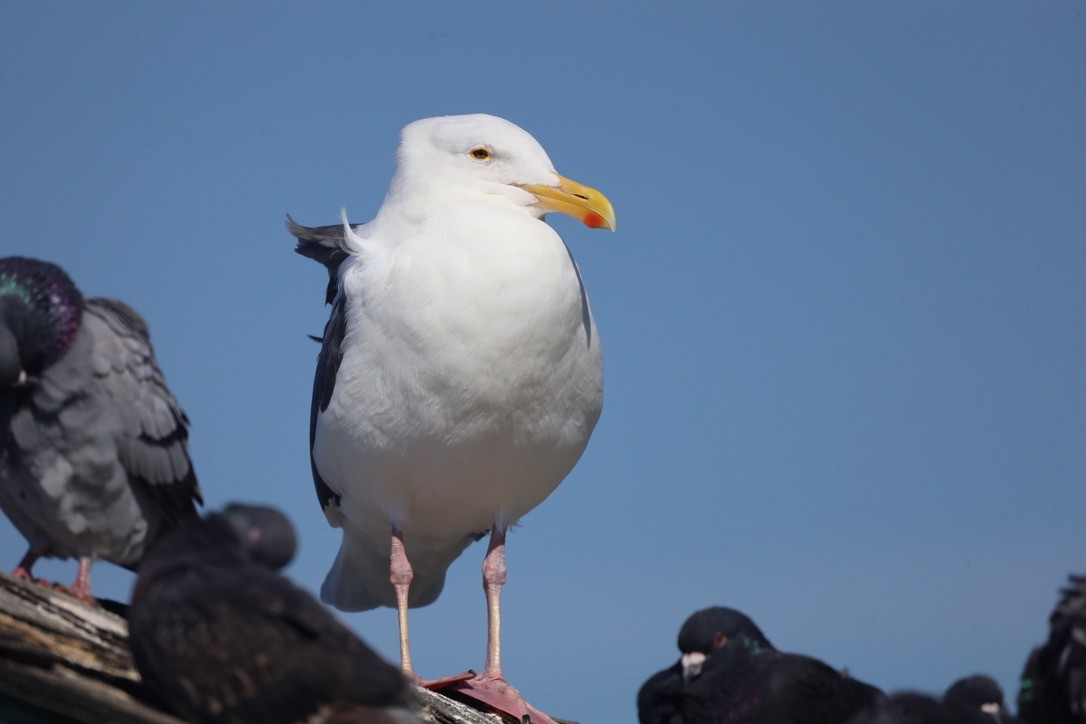 Western Gull - ML644732351