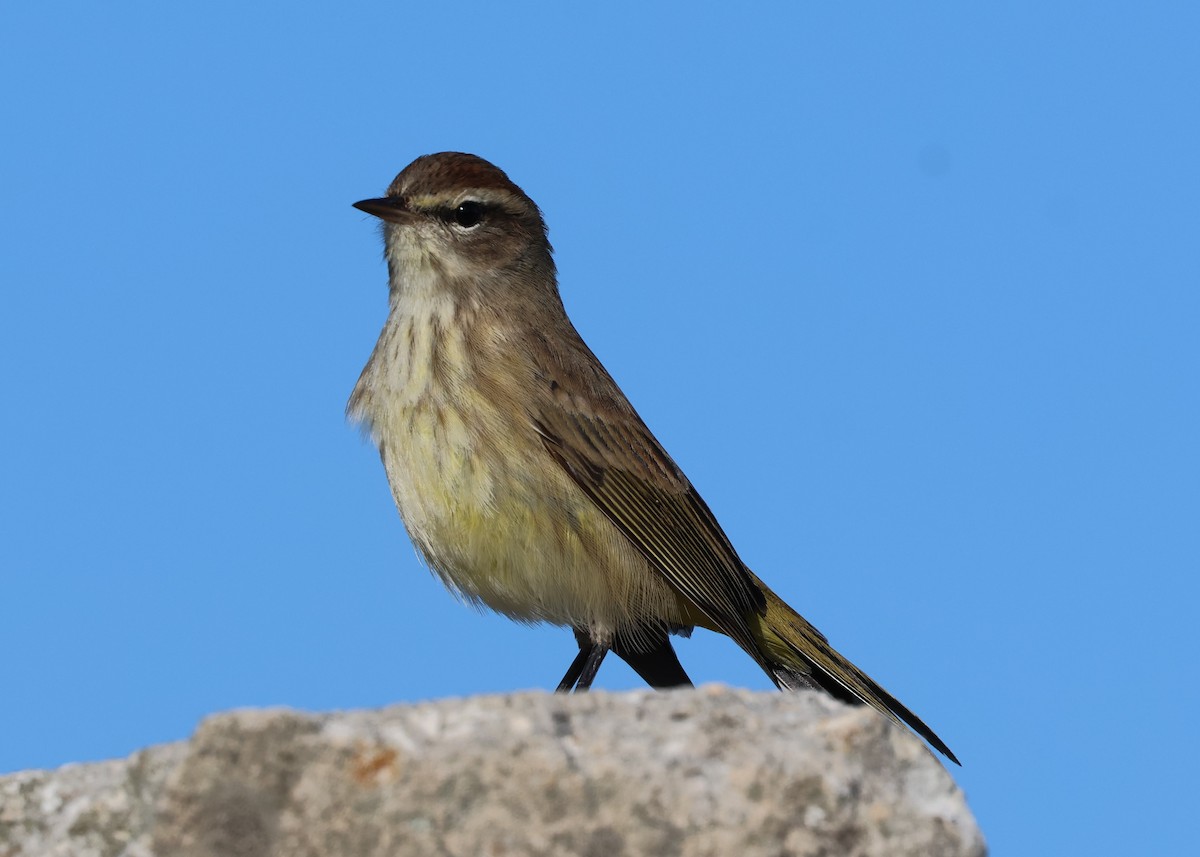 Palm Warbler - ML644732352