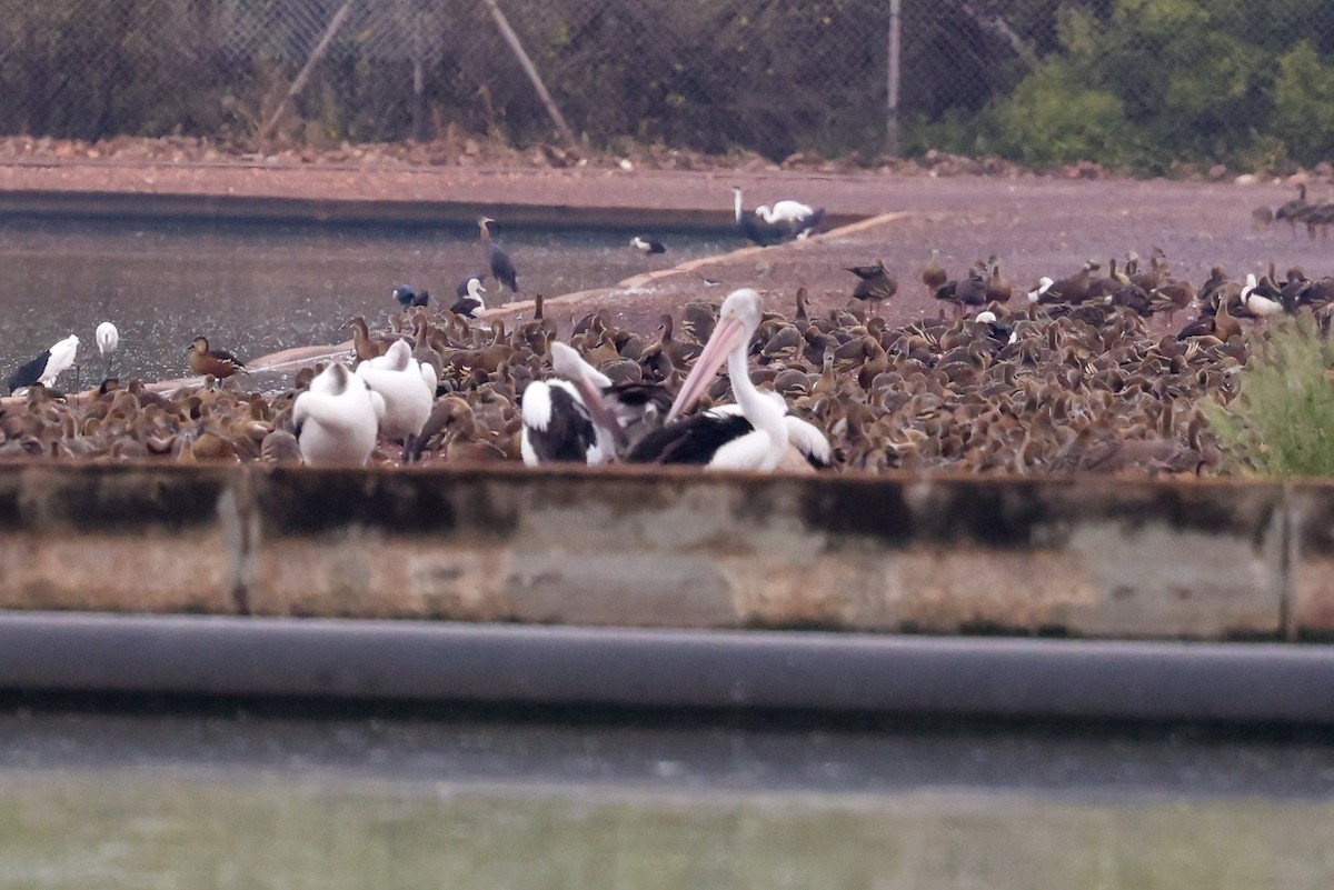 australiapelikan - ML644732354