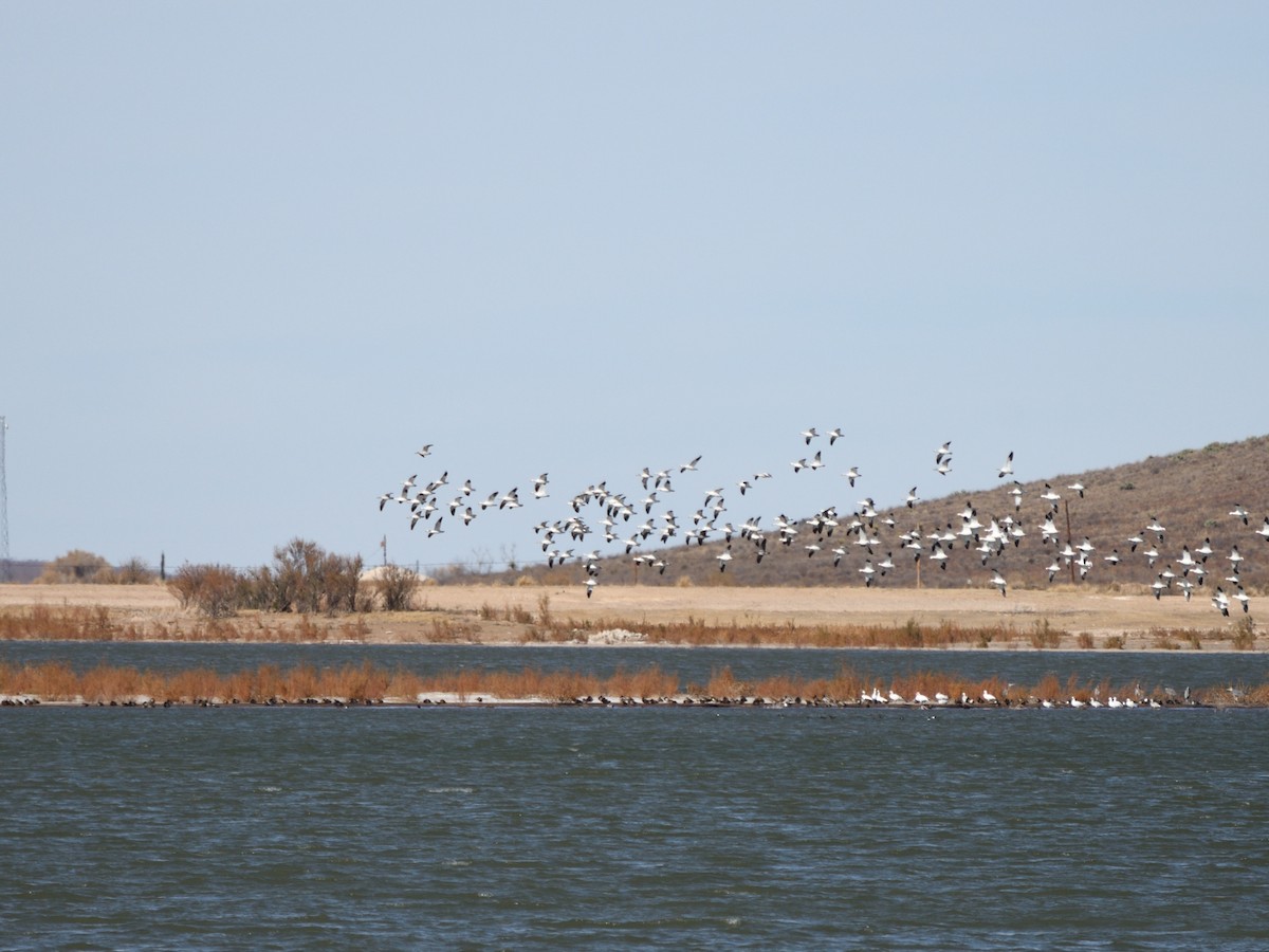 Oie des neiges - ML644732357