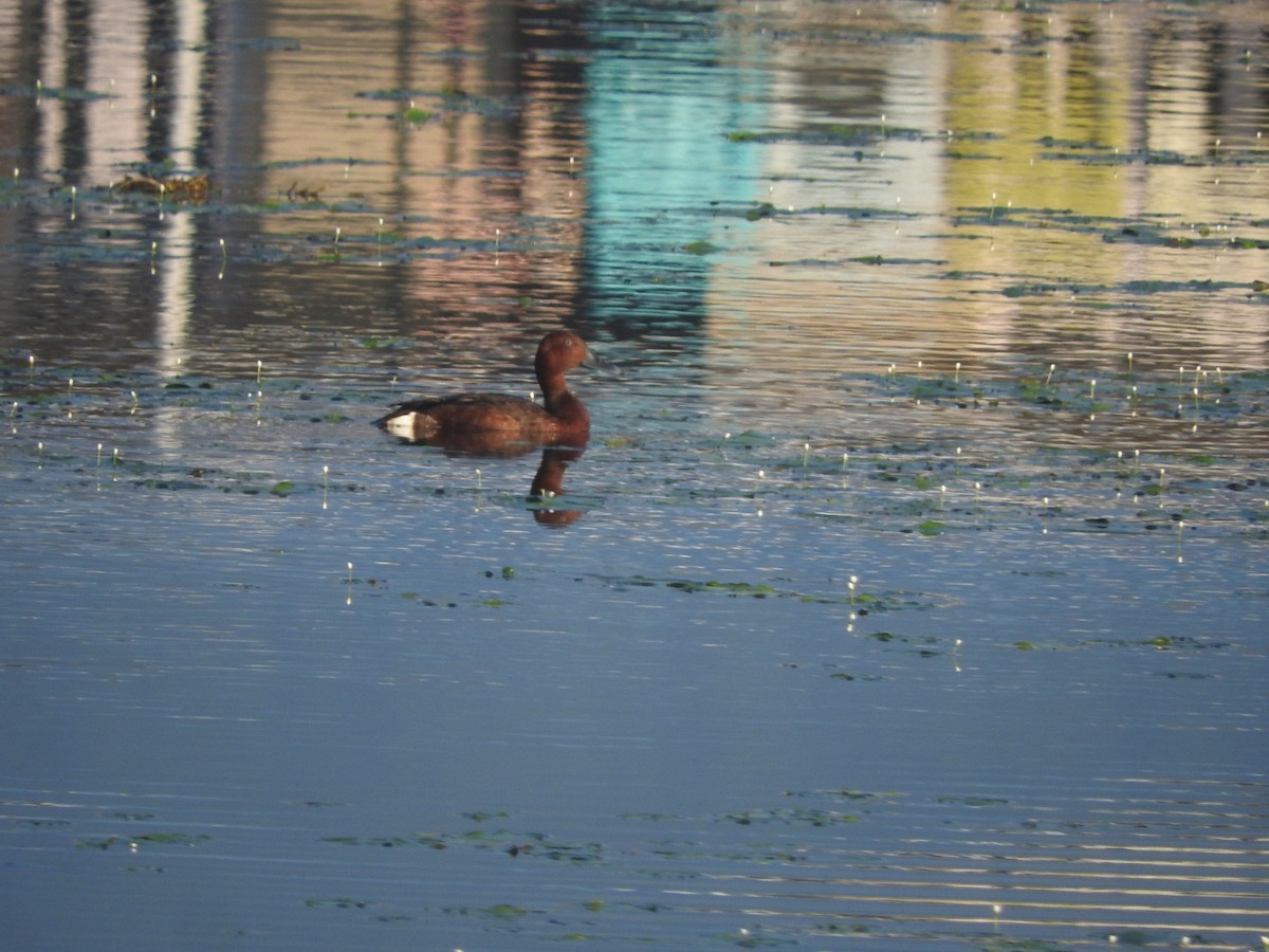 Ундар шумбуур - ML644732362