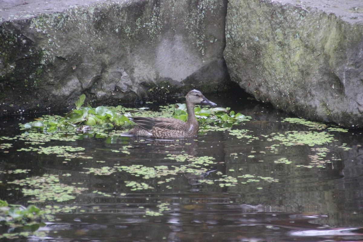 ミカヅキシマアジ - ML644732364