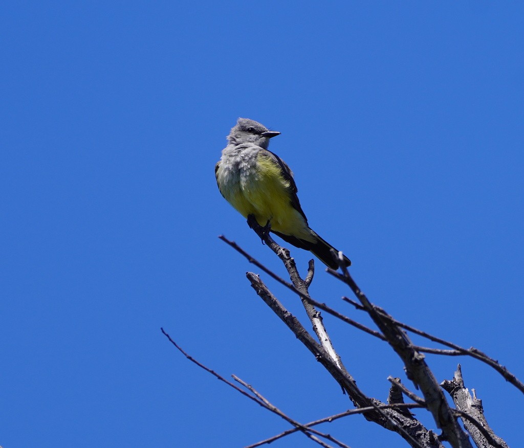 Batı Tiranı - ML644732365