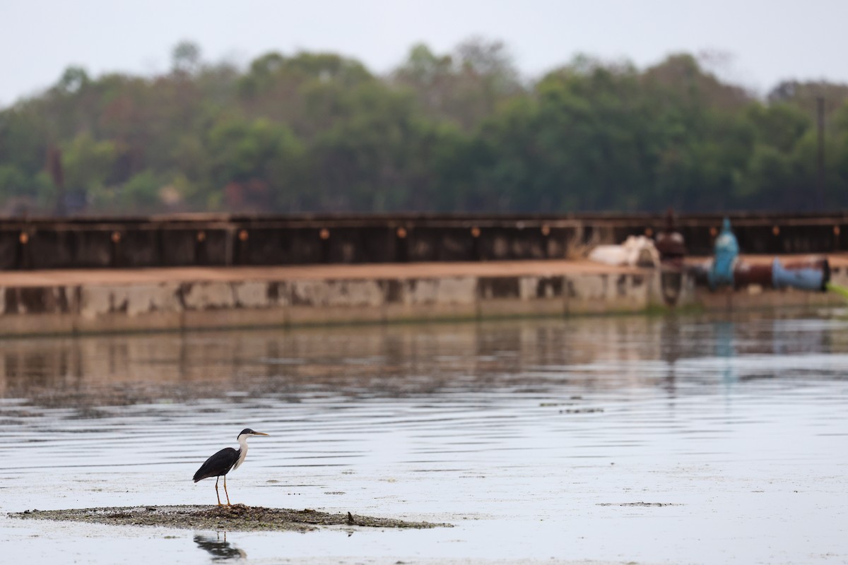 hvithalshegre - ML644732367