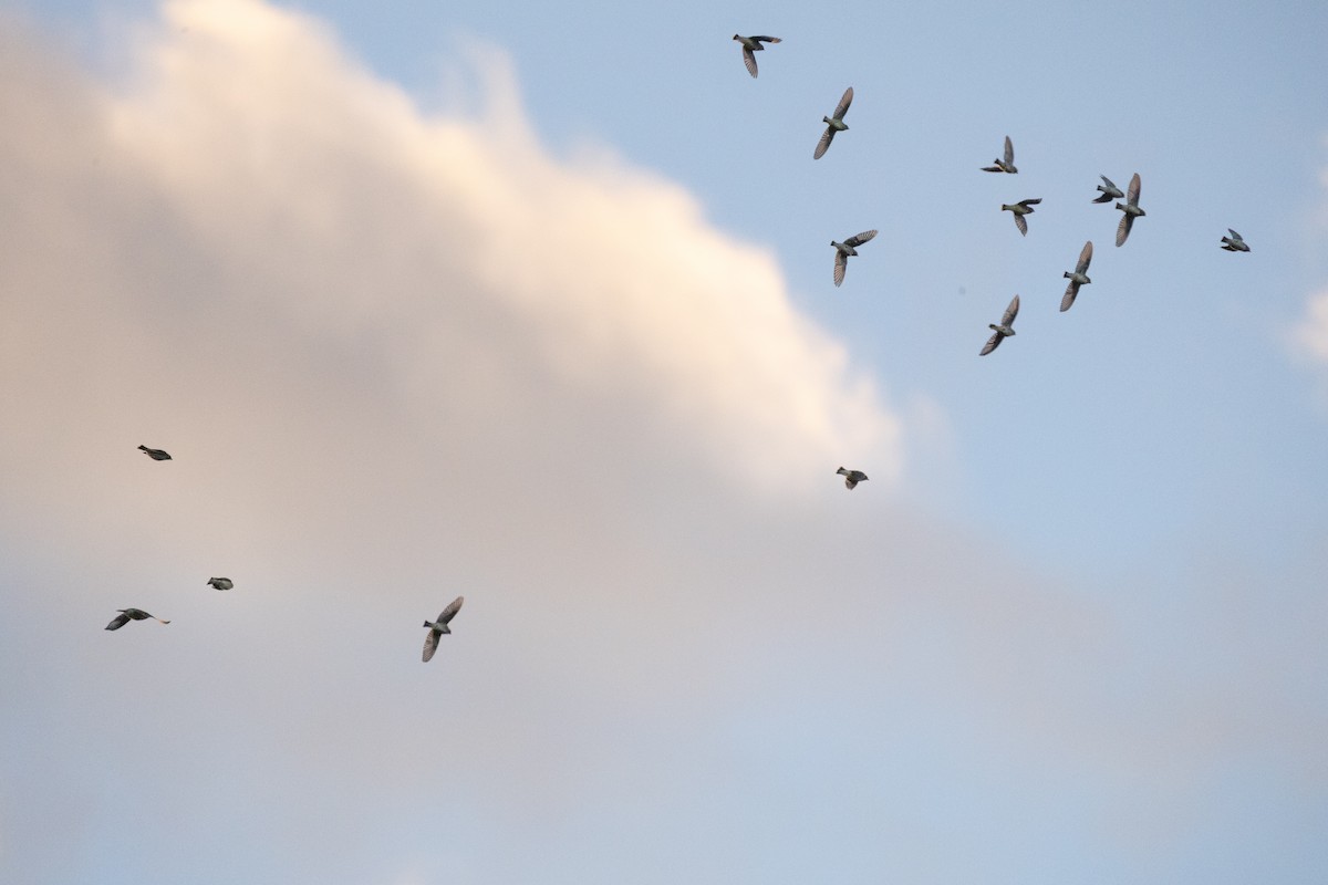 Cedar Waxwing - ML644732371