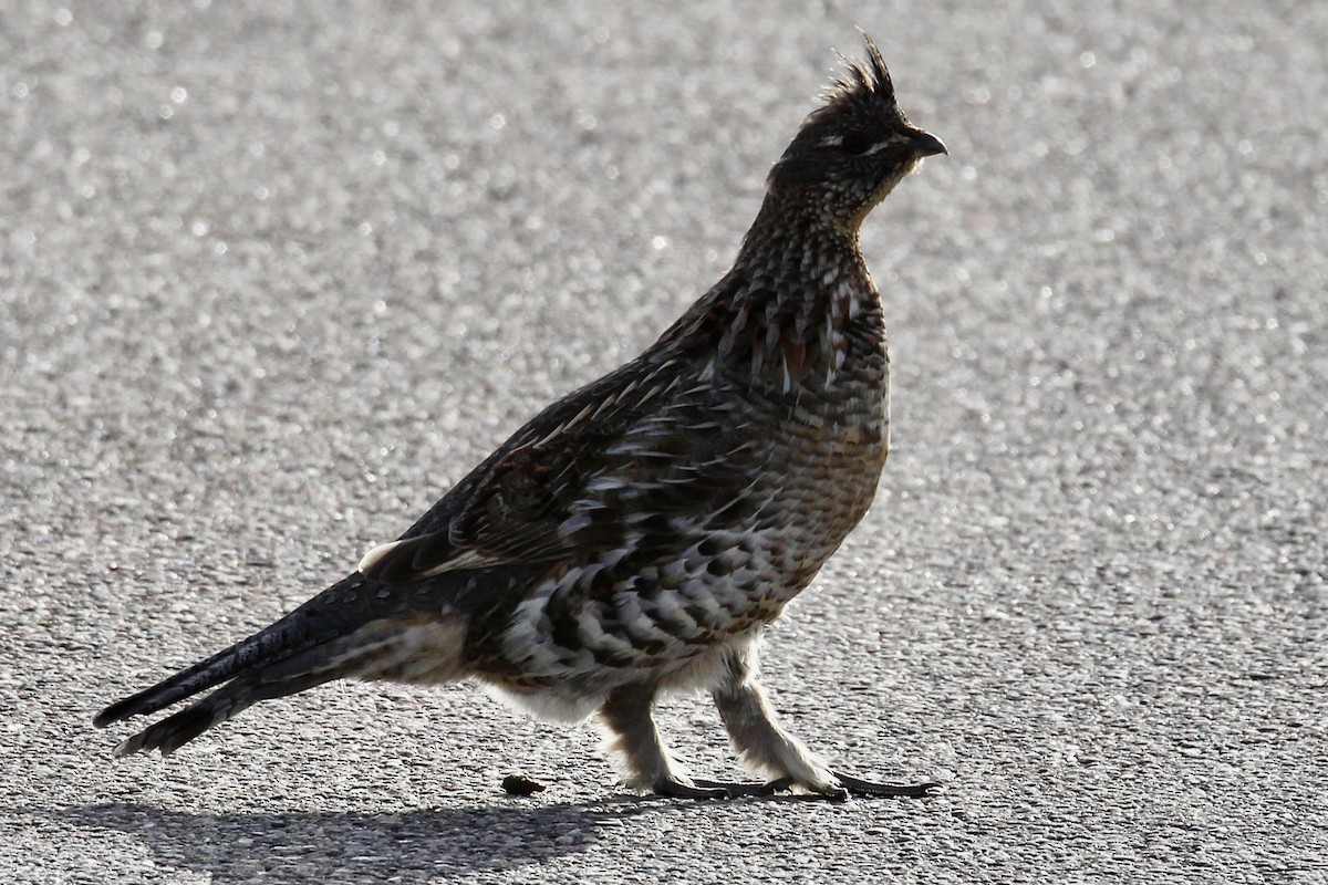 kragejerpe - ML644732386