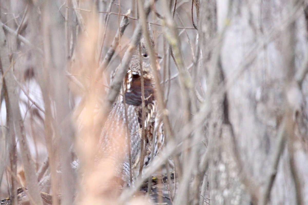 kragejerpe - ML644732387