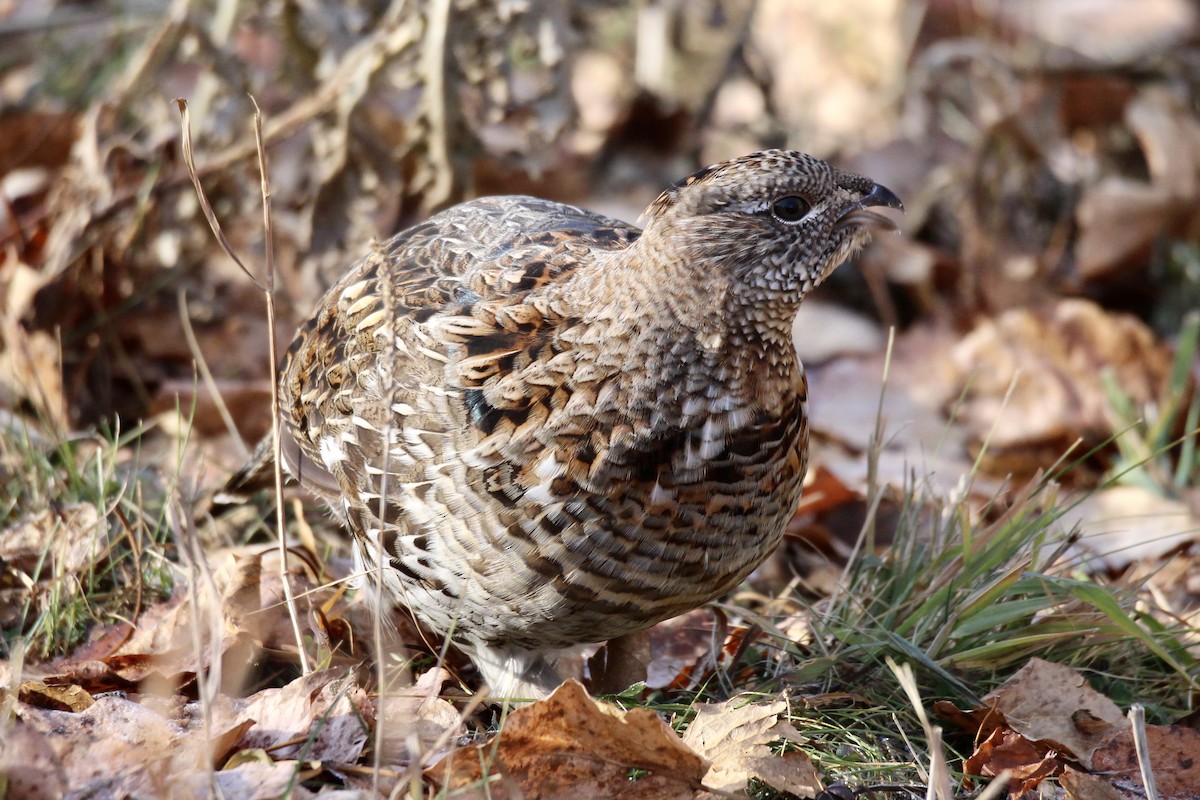 kragejerpe - ML644732388