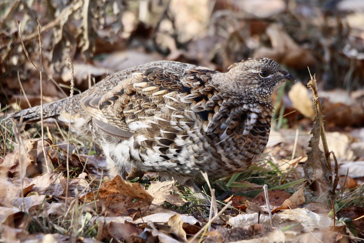 kragejerpe - ML644732389