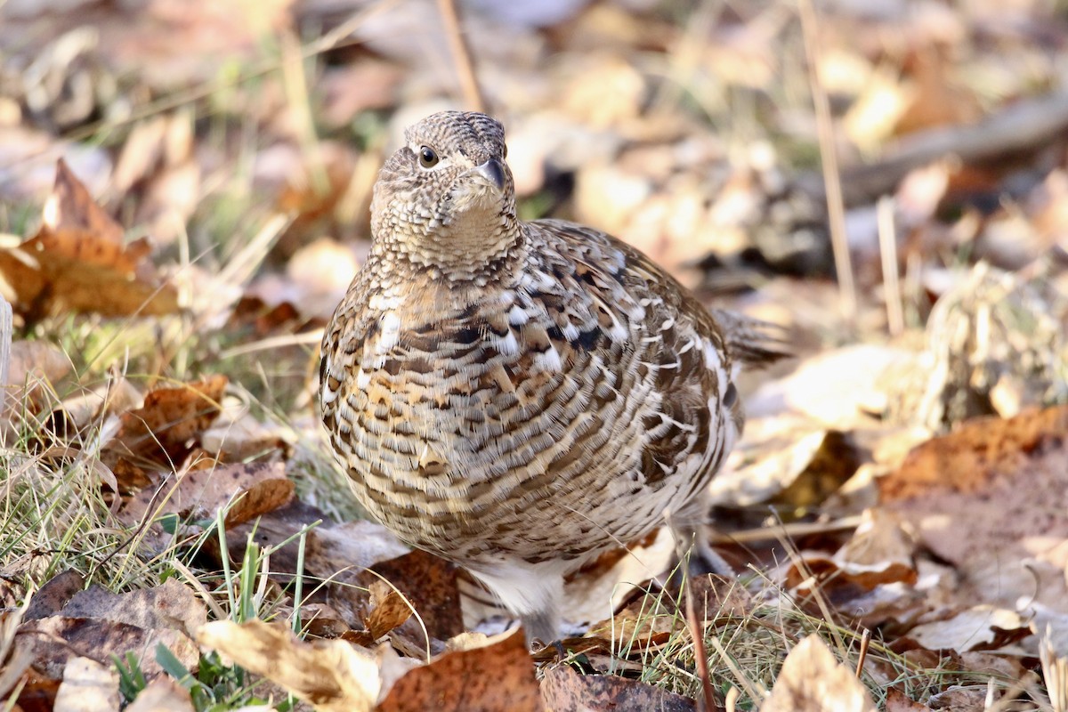 kragejerpe - ML644732391