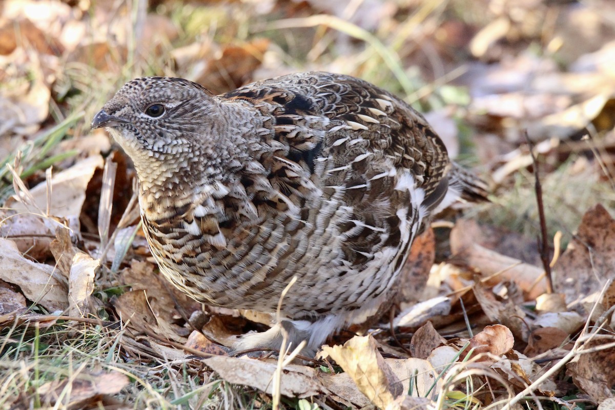 kragejerpe - ML644732392