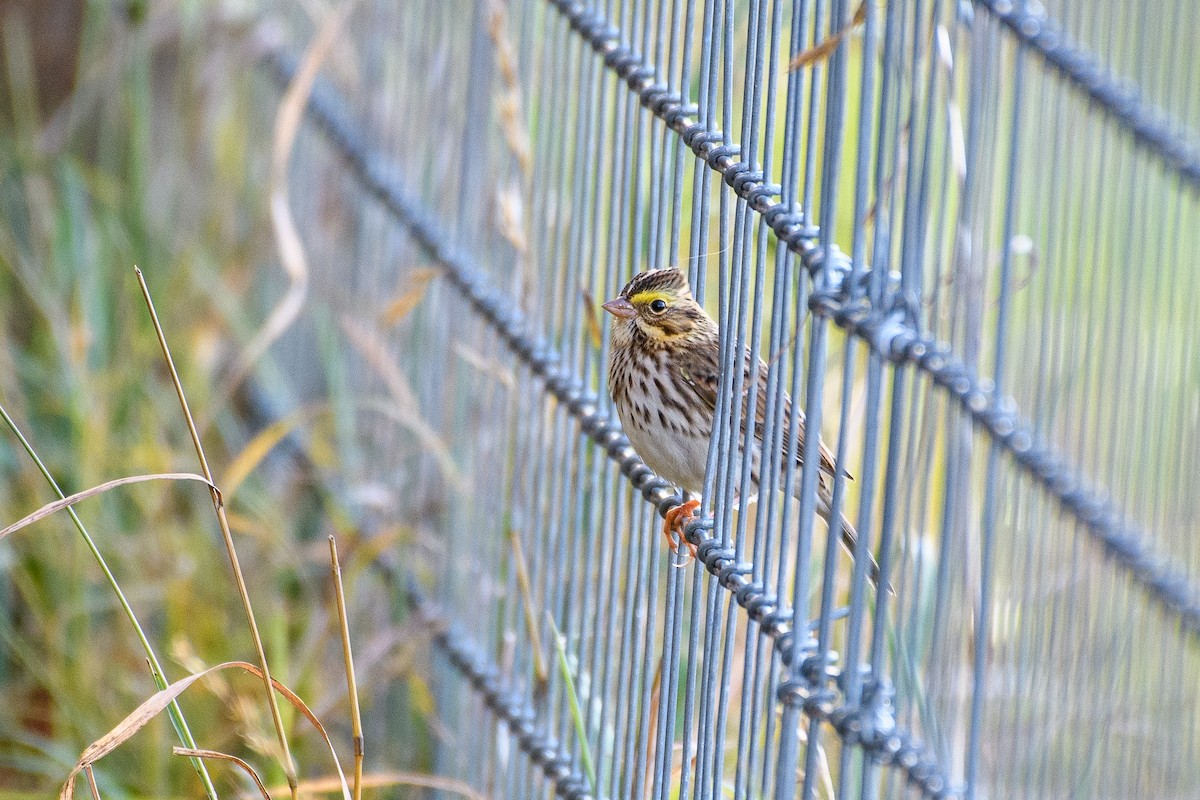 Пасовник савановий - ML644732395