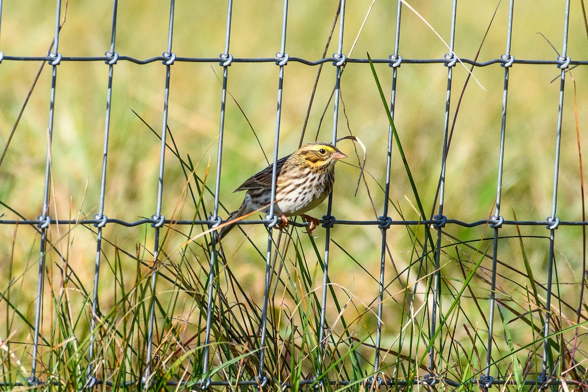 Пасовник савановий - ML644732397