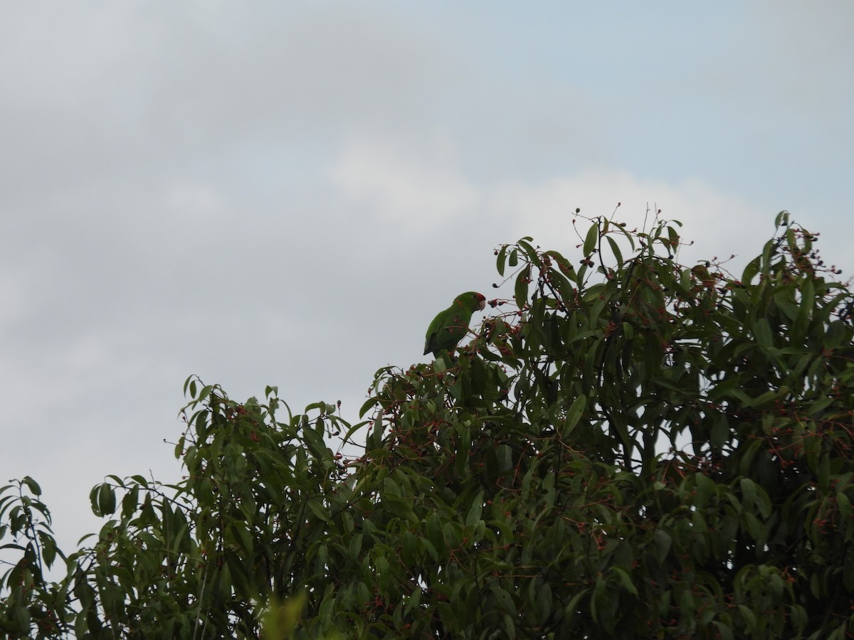 Scarlet-fronted Parakeet - ML644732400