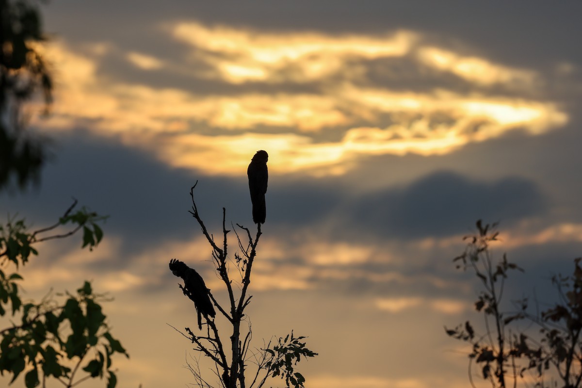 Red-tailed Black-Cockatoo - ML644732404