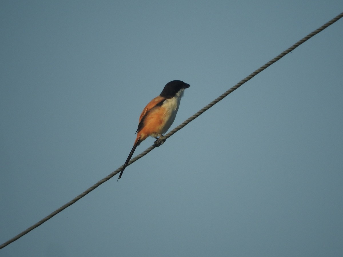 Long-tailed Shrike - ML644732405