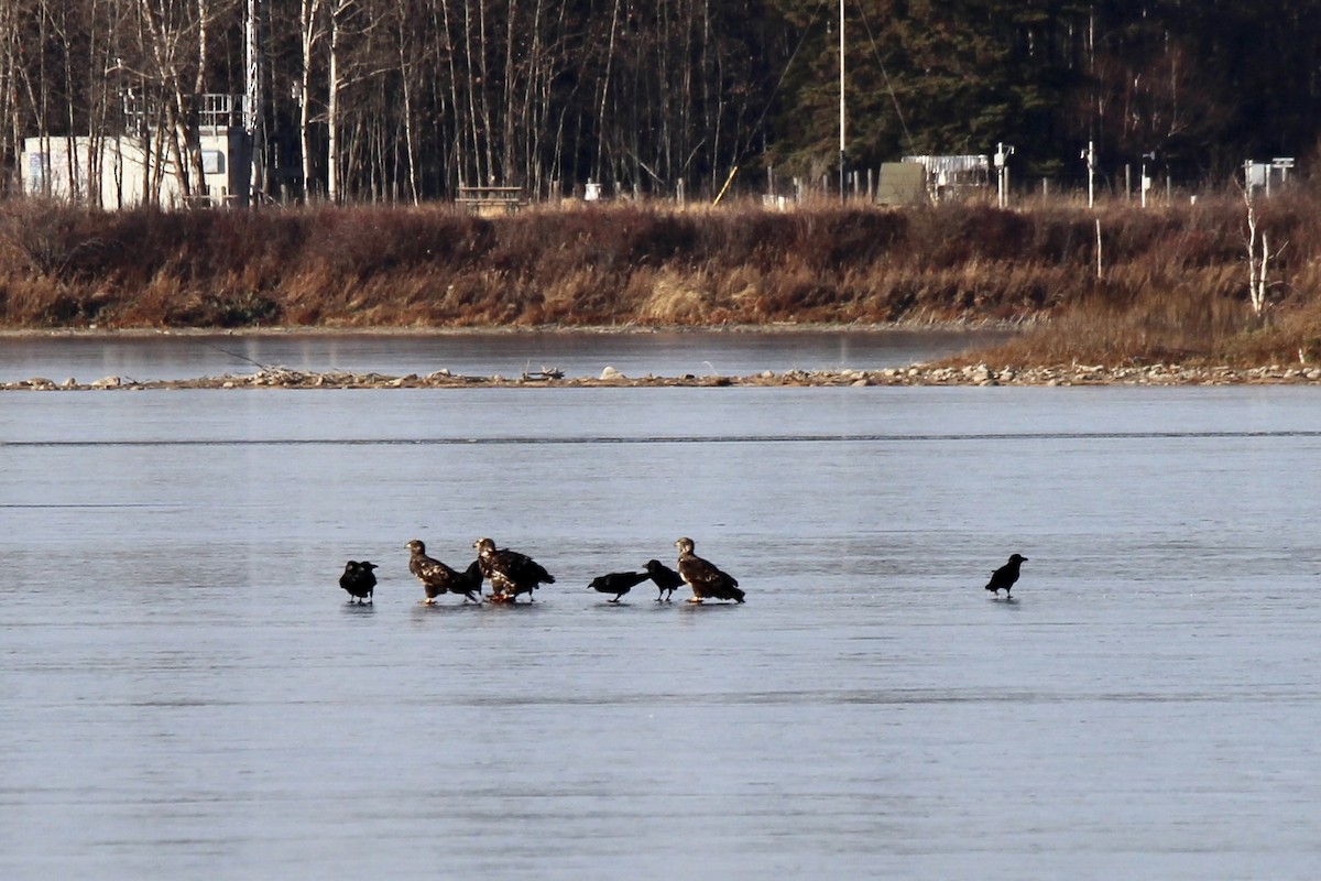 Bald Eagle - ML644732406