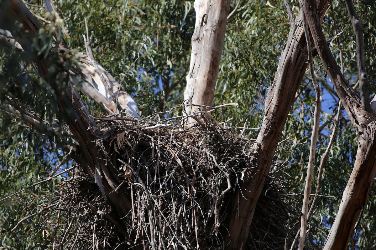 Bald Eagle - ML644732408