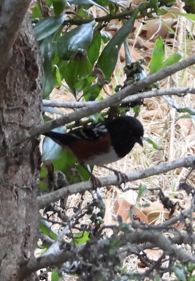 Spotted Towhee - ML644732411
