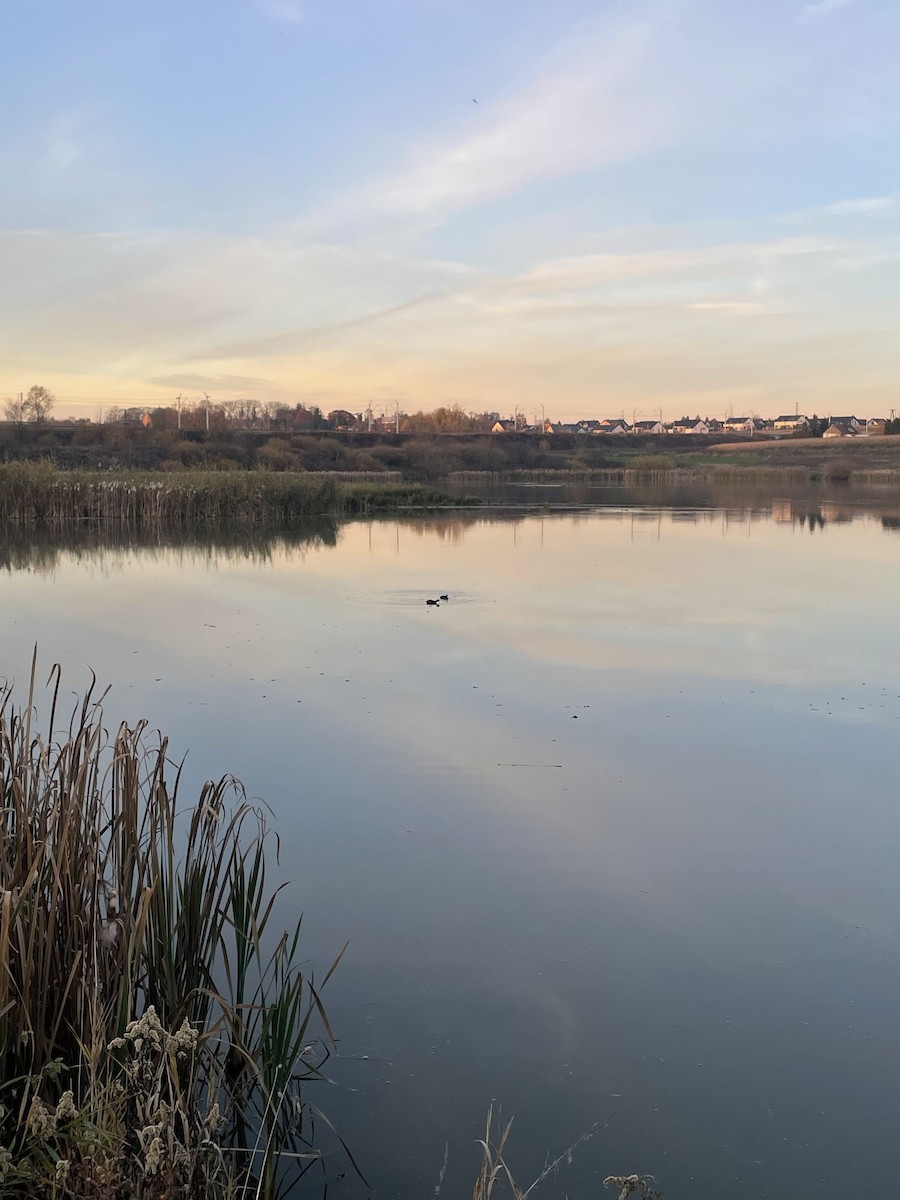 Eurasian Coot - ML644732412