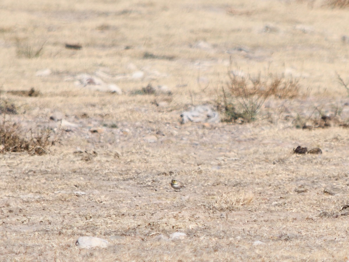 Horned Lark - ML644732413