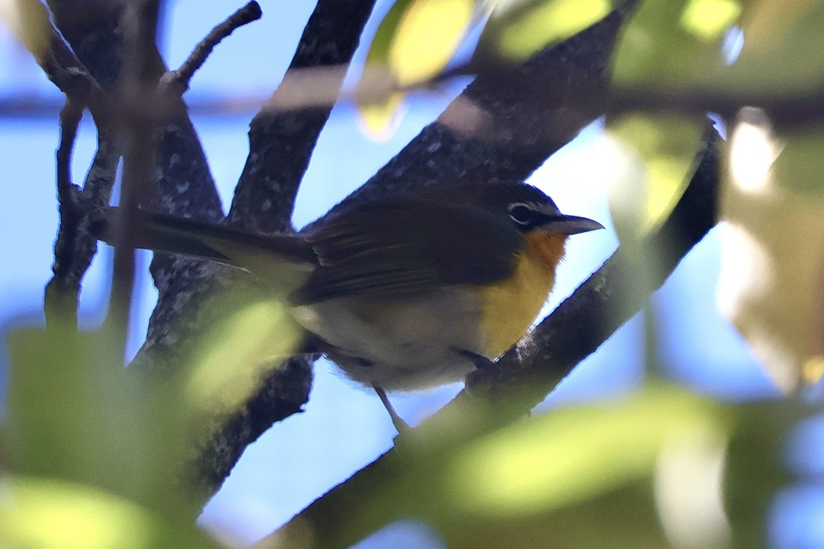 Yellow-breasted Chat - ML644732414