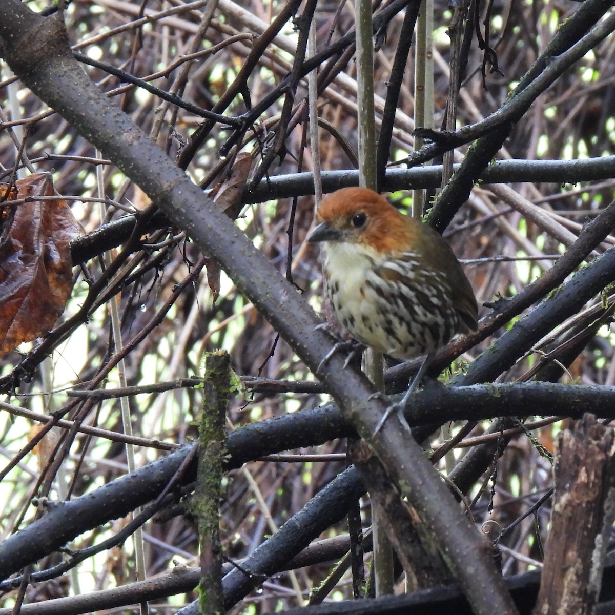 Chestnut-crowned Antpitta - ML644732415