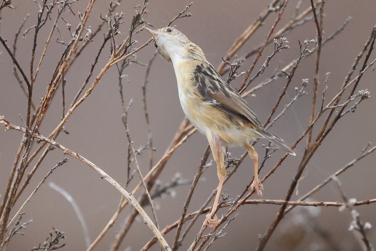 Golden-headed Cisticola - ML644732416