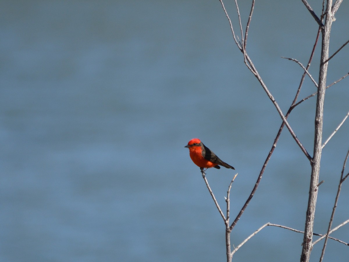 Vermilion Flycatcher - ML644732421