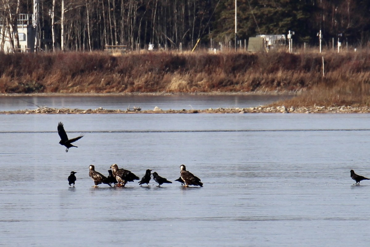 Common Raven - ML644732424