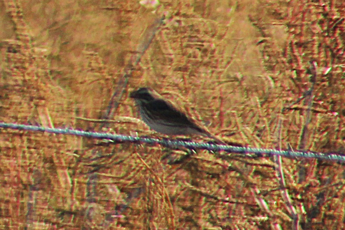 Savannah Sparrow - ML644732425