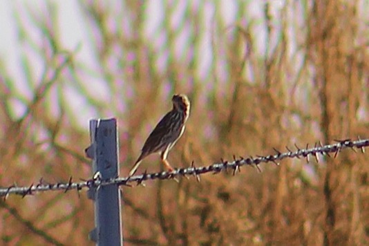 Savannah Sparrow - ML644732426