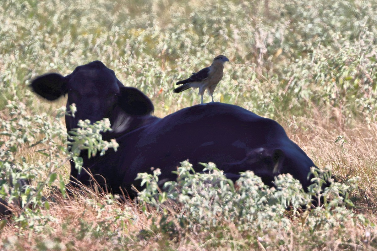 Yellow-headed Caracara - ML644732427