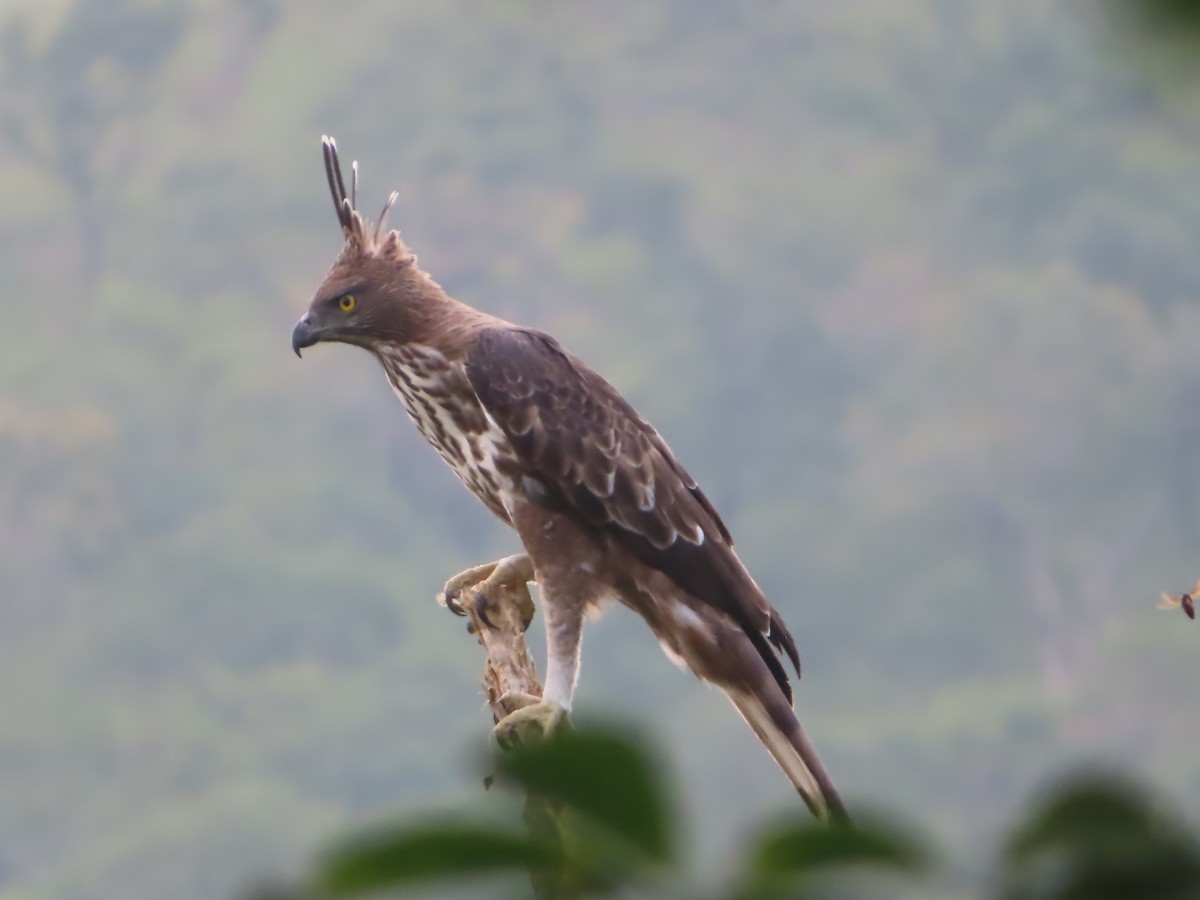 Changeable Hawk-Eagle - ML644732428