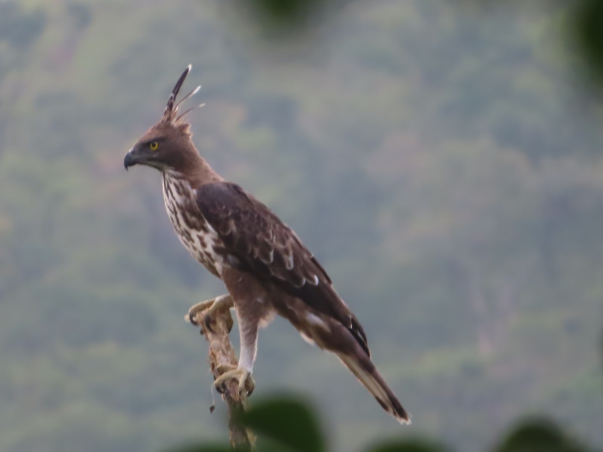 Changeable Hawk-Eagle - ML644732429