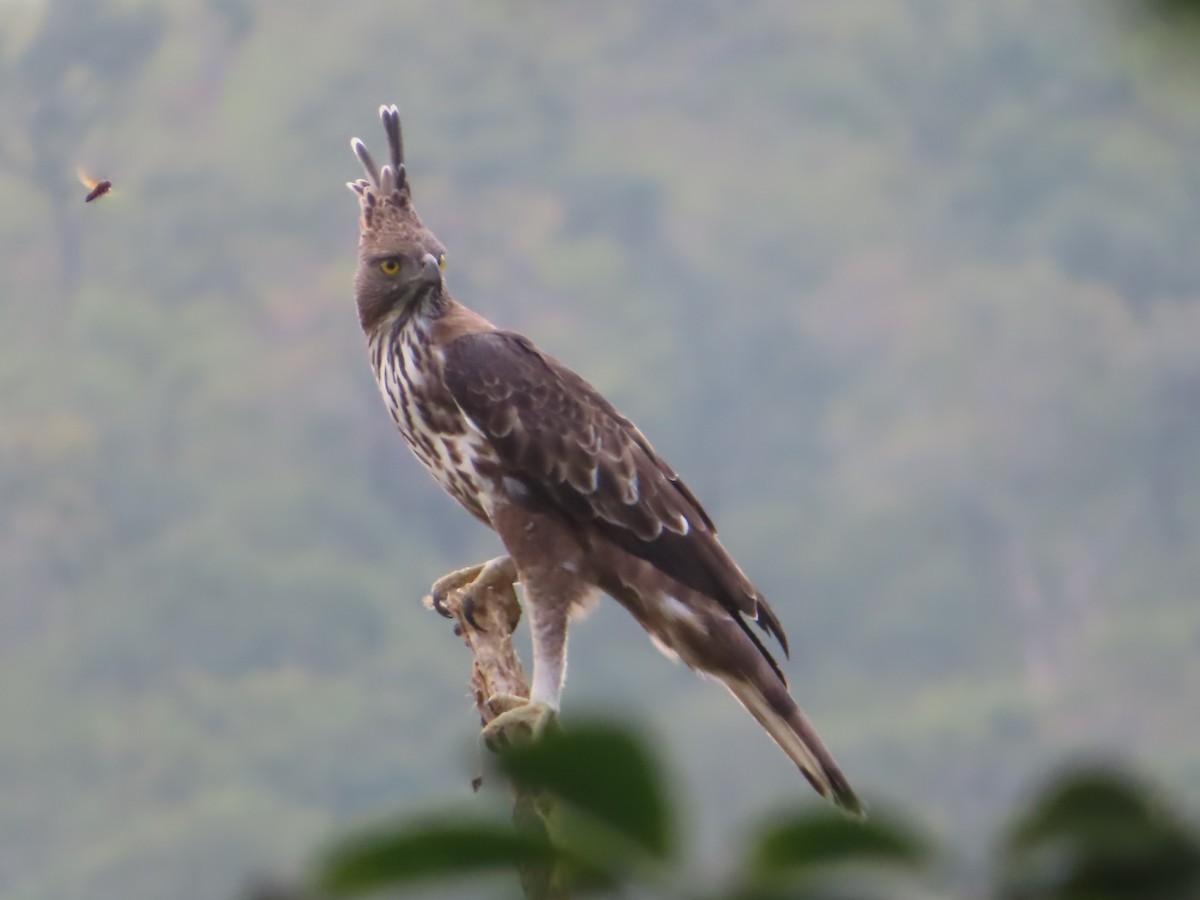 Changeable Hawk-Eagle - ML644732430