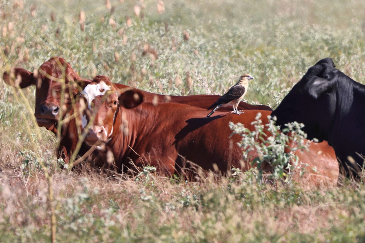 Yellow-headed Caracara - ML644732431