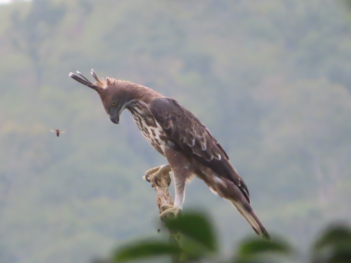 Changeable Hawk-Eagle - ML644732432