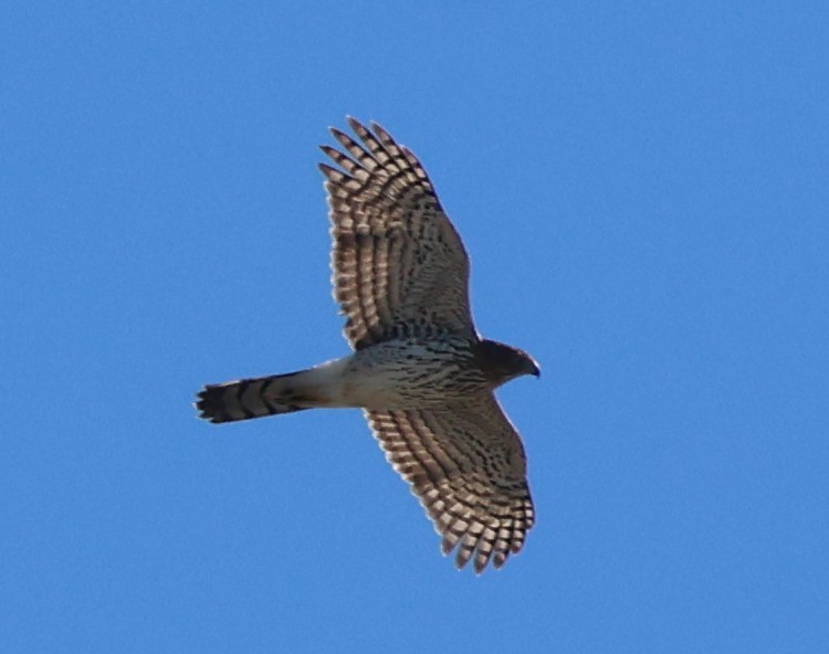 Cooper's Hawk - ML644732435