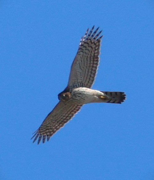 Cooper's Hawk - ML644732437