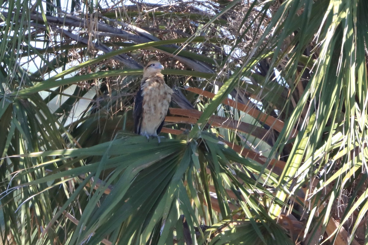 Yellow-headed Caracara - ML644732438