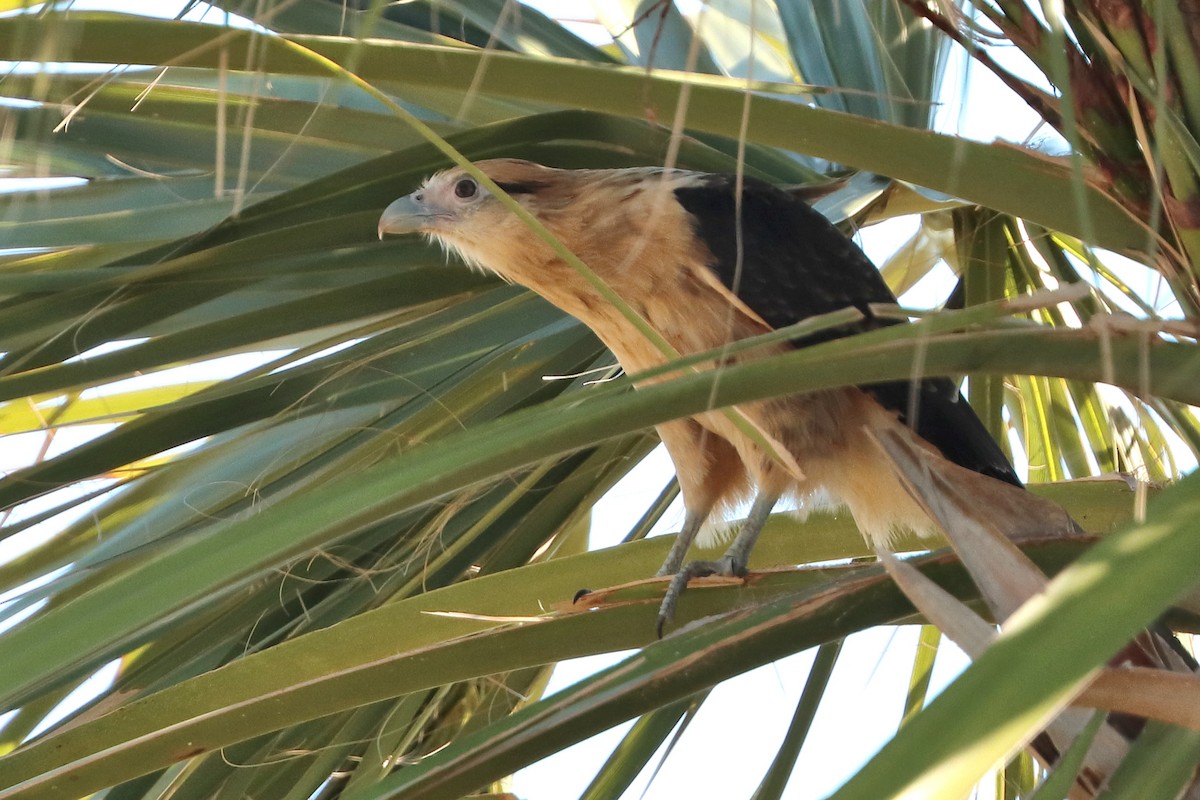 Yellow-headed Caracara - ML644732440