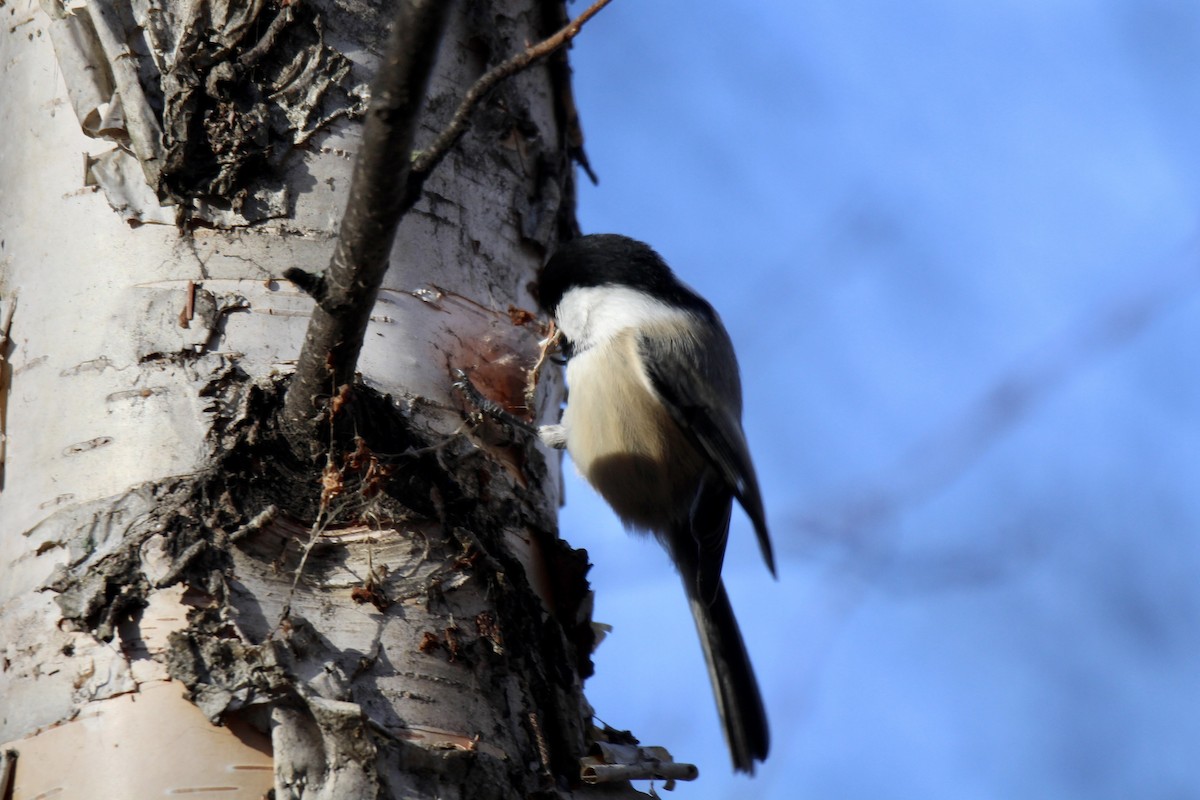 Black-capped Chickadee - ML644732441