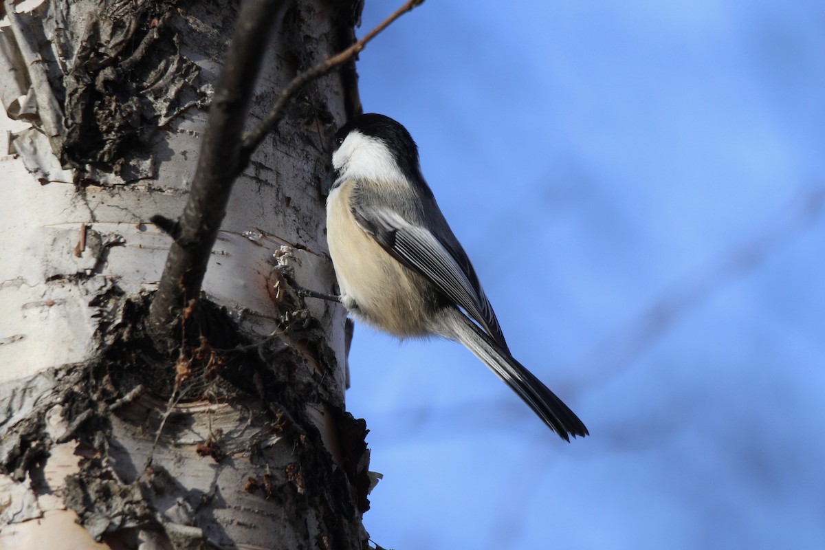 Black-capped Chickadee - ML644732442
